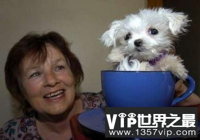 世界上最小的狗，停止生长(只有7.62厘米)(www.5300tv.com)