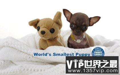 世界上最小的狗，停止生长(只有7.62厘米)(www.5300tv.com)