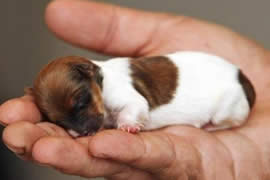 世界上最小的狗，停止生长(只有7.62厘米)