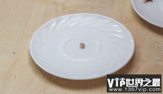 世界上最小的饺子，吃1000都吃不饱(0.0016克)(www.5300tv.com)