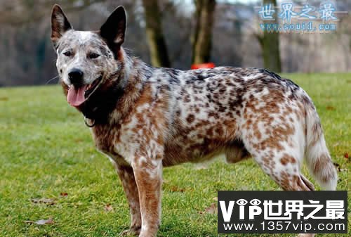 世界上寿命最长的狗，寿命长达30岁(www.5300tv.com)