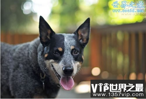 世界上寿命最长的狗，寿命长达30岁(www.5300tv.com)