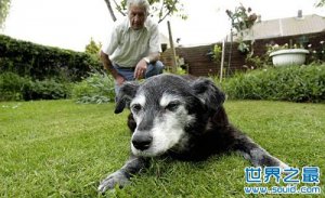 世界上寿命最长的狗，寿命长达30岁