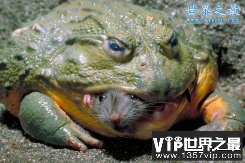 世界上最大的青蛙，非洲巨蛙(体长1米)(www.5300tv.com)