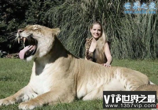 世界上最大的猫科动物，美国狮虎(长3.3米)(www.5300tv.com)