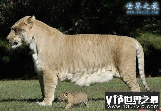 世界上最大的猫科动物，美国狮虎(长3.3米)(www.5300tv.com)