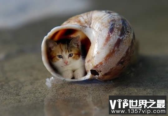 世界上最小的猫，比可乐罐还小(组图)(www.5300tv.com)
