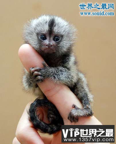 世界上最小的猴子，拇指猴(只有手指头长)(www.5300tv.com)