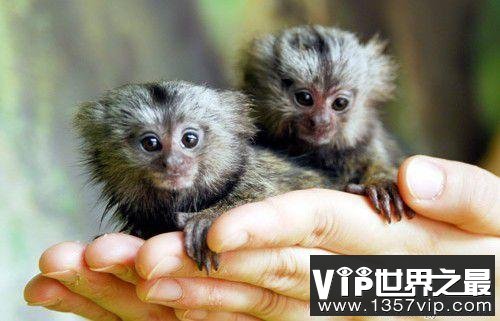 世界上最小的猴子，拇指猴(只有手指头长)(www.5300tv.com)