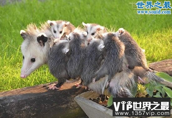 世界上最大的老鼠，1.1米长(比小孩还高)(www.5300tv.com)