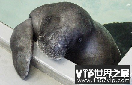 世界上寿命最长的海牛，目前寿命达67岁(www.5300tv.com)