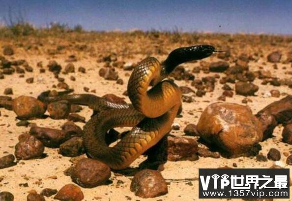 世界上最毒的蛇排名，海蛇/内陆太攀蛇并列第一(毒蛇之王)