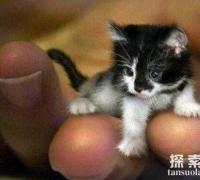 世界最小的猫咪：希德，身高不足10厘米(猫中侏儒)