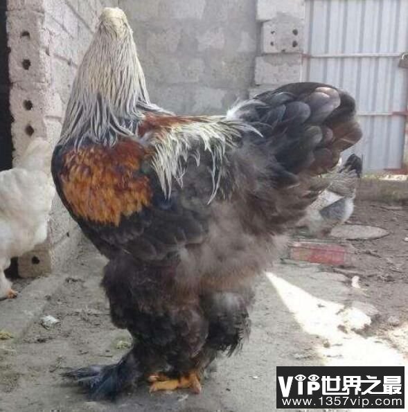 世界上最重的鸡：婆罗门鸡，体重16公斤（鸡中霸王）
