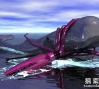 世界第二大乌贼：大王乌贼，体型与战斗力匹敌抹香鲸