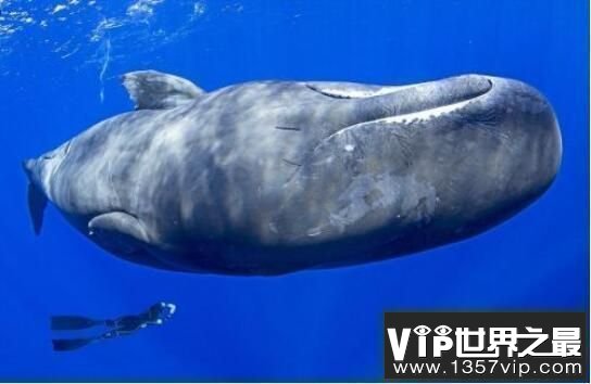 潜水时间最长的鲸：抹香鲸，最深能潜2200米(深海潜水冠军)
