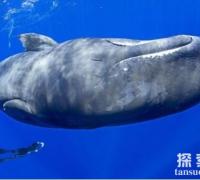 潜水时间最长的鲸：抹香鲸，最深能潜2200米(深海潜水冠军)