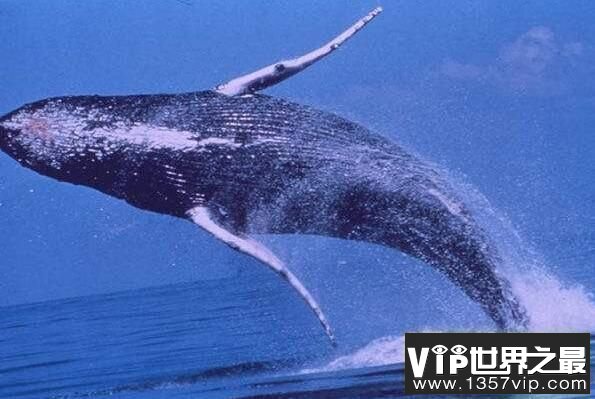 世界上最大的鲸鱼：蓝鲸，体长33米(11楼高)，体重181吨
