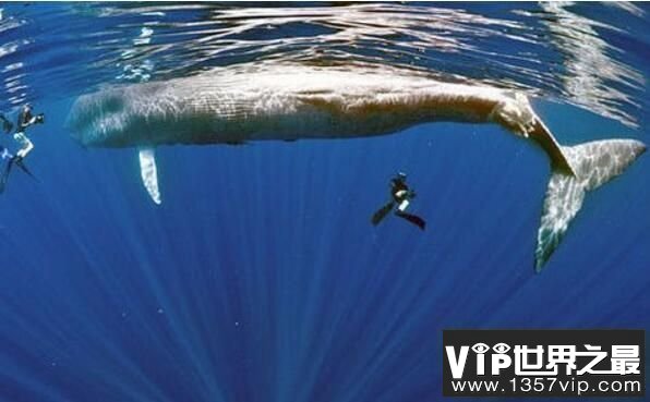 世界上最大的鲸鱼：蓝鲸，体长33米(11楼高)，体重181吨