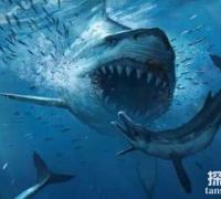史上咬合力最强大的生物：巨齿鲨，咬合力高达36吨