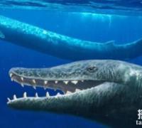 史前巨型鲸鱼：龙王鲸，咬合力很强，轻松咬碎1600公斤头颅
