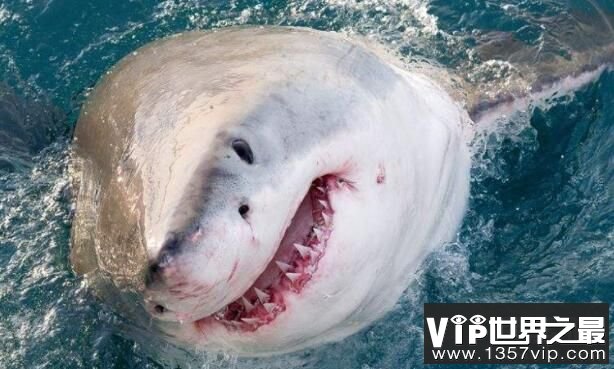 世界上最危险的鲨鱼：噬人鲨，攻击人类和船只(无处可逃)