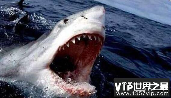 世界上最危险的鲨鱼：噬人鲨，攻击人类和船只(无处可逃)