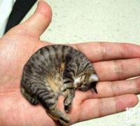 世界上最小的猫种：新加坡猫，比茶杯猫小不少