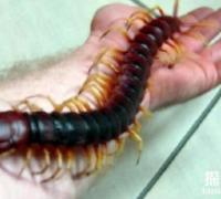 世界最大的10种蜈蚣排行，秘鲁巨人蜈蚣第二，少棘蜈蚣第十