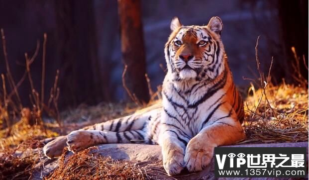 世界上最大的猫科动物：东北亚巨虎，体长4米，重约800公斤