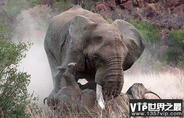 陆地上最重的动物：非洲象，体重13.5吨，9辆汽车的重量