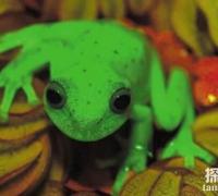 世界上最罕见的蛙：圆点树蛙，月光下发出蓝绿色荧光