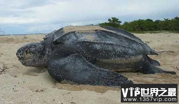 世界上最大的乌龟：棱皮龟（长度2.7米/重量916公斤）