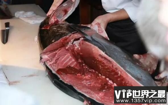 世界上最贵的食用鱼：金枪鱼，一条售价1190万人民币