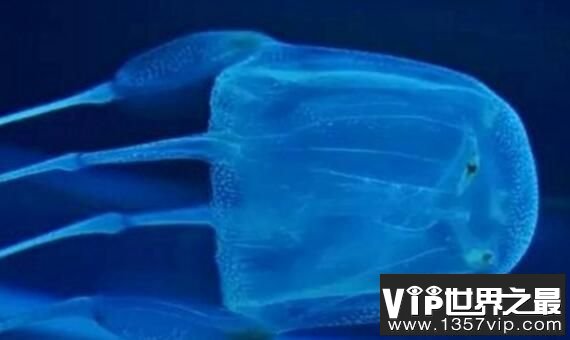 世界上最毒的水母：澳洲方水母，人一碰就会死