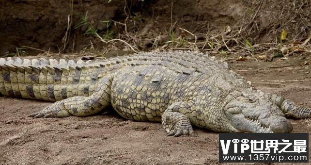 世界上最大的鳄鱼：湾鳄，最长7米以上