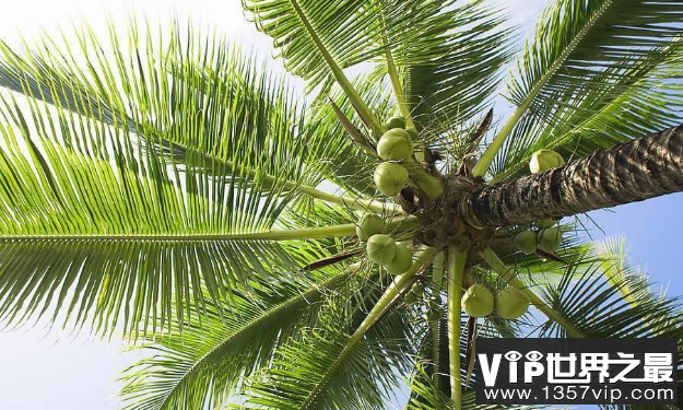 世界上最长的叶子：长叶椰子，叶子长27米，有7层楼高