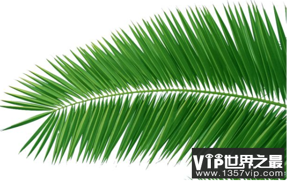 世界上最长的叶子：长叶椰子，叶子长27米，有7层楼高(图2)