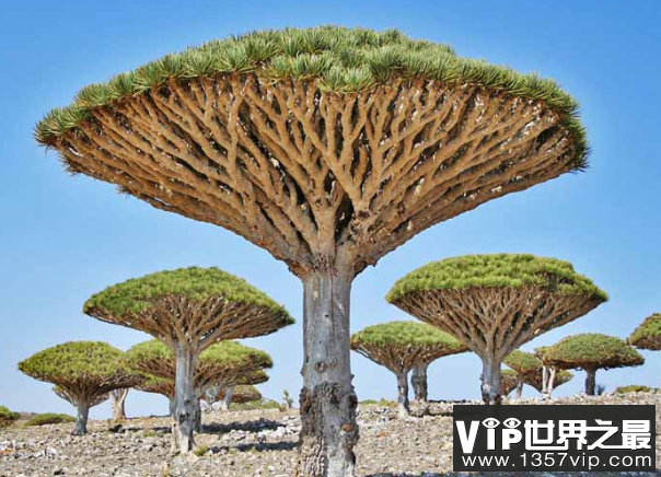 世界上最长寿的树：龙血树，能活一万岁的奇树(图1)