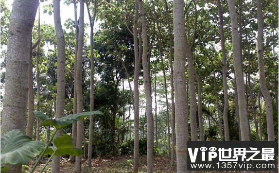 世界上最轻的树：巴沙木，一立方米仅重0.1吨