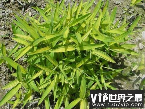 世界上最小的竹子：菲白竹，秆高10-30厘米，竹鞭粗1-2毫米