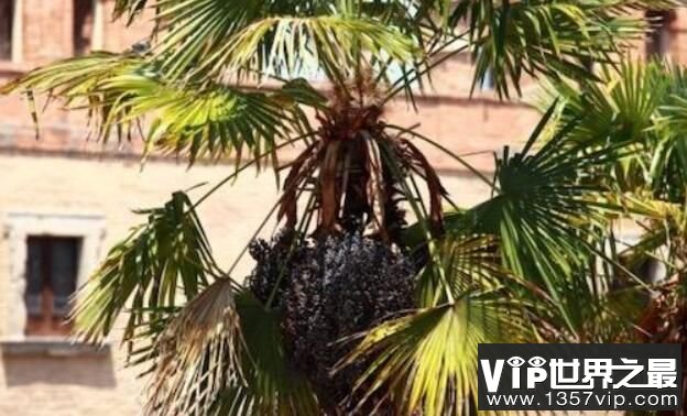 世界上最大的树叶：亚马逊棕榈，叶长高达27米（世界长叶冠军）