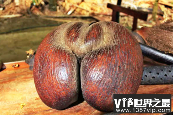 世界上最大的种子，复椰子（直径30厘米/重达30斤）