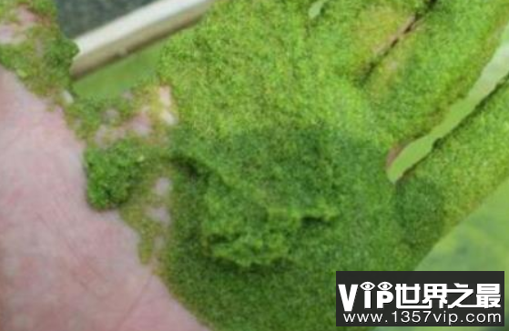 世界上最小的花：芜萍，大小1毫米(肉眼看不见)