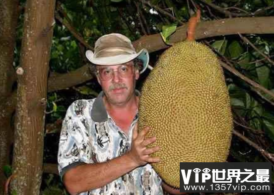 世界上最大的菠萝蜜，重达69斤，一周都吃不完(图2)