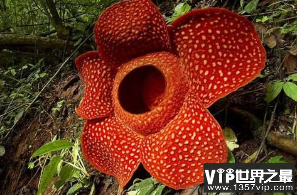世界上最大的花：大王花，个体硕大有腐肉味(1)