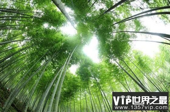 长得最快的植物：毛竹，两个月高达20米(3)