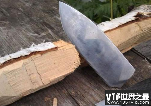 世界上最硬的树：铁桦树，比钢铁都要硬的树(图1)