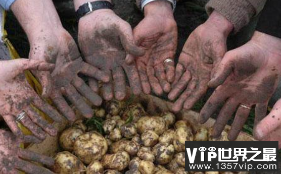 世界上最贵的土豆：法国La Bonnotte土豆，1斤250欧元