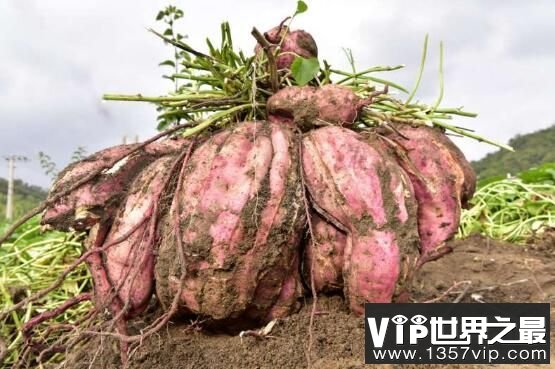 世界上最大的红薯，一颗就重48斤，红薯界的大哥大（图3）